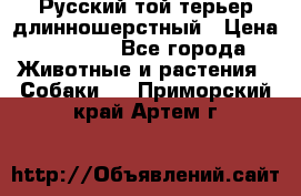 Русский той-терьер длинношерстный › Цена ­ 7 000 - Все города Животные и растения » Собаки   . Приморский край,Артем г.